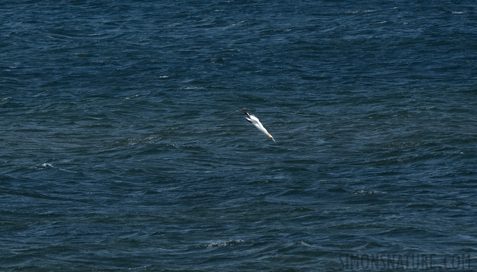 Morus bassanus [400 mm, 1/2500 Sek. bei f / 9.0, ISO 800]